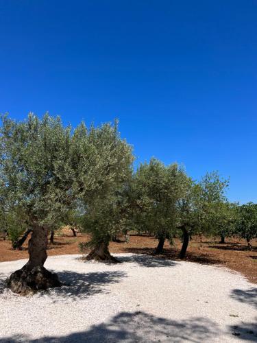Masseria Concorrano – Photos 3