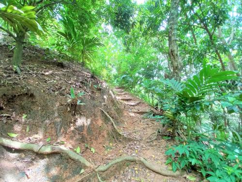 a dirt path in a forest with trees and plants at Magdalena Beach House in Los Naranjos
