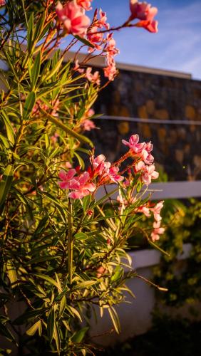 a tree with pink flowers in front of a building at Villa Simone: Sunlit Beach Getaway w/ Pool + WIFI in Belle Mare