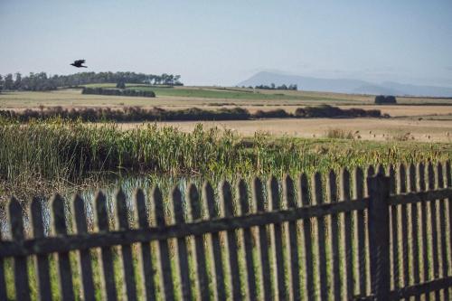 a bird flying over a fence in a field at CLAYFIELD HOMESTEAD - rustic country accommodation in Bishopsbourne