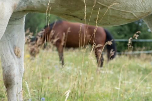 a brown horse is grazing in a field at El Malget in Tuenno