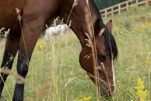 a brown horse grazing in a field of grass at El Malget in Tuenno