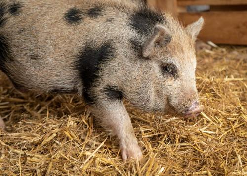 a large gray pig standing in hay at El Malget in Tuenno