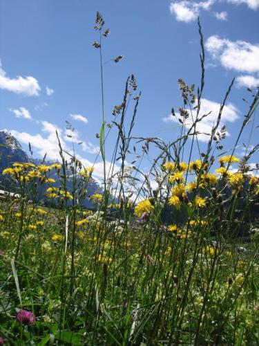 a field of flowers with a blue sky and clouds at Ferienwohnungen Durst Roswitha in Schattwald