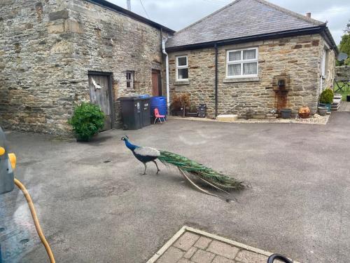 a bird standing in front of a house with a bundle of grass at Cosy 1-bedroom cottage with indoor open fireplace in Westgate
