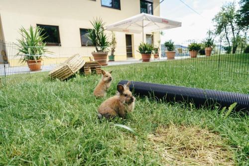 two rabbits sitting in the grass in a yard at Appartments Kramer in Schiefling am See