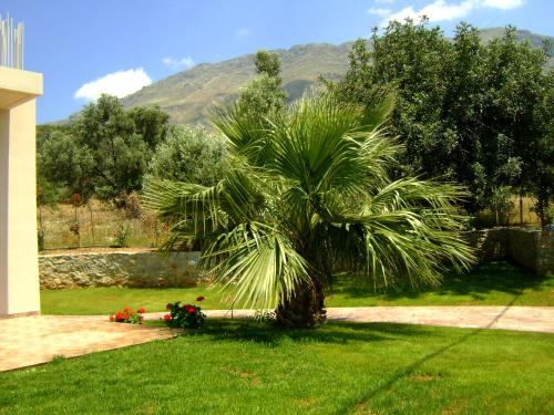 a palm tree in the yard of a house at Villa Alexander 2 in Triopetra