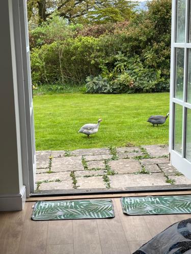 two geese standing outside of an open door at The Billiard Room - Cosy Country Retreat in Abergavenny