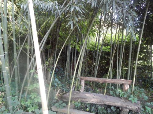 a wooden bench in the middle of bamboo trees at Robinson Crusoe in Lagodekhi