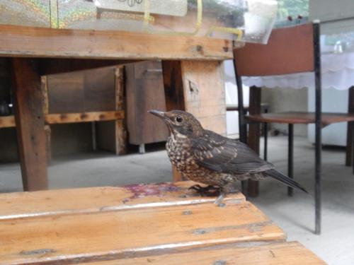 a bird sitting on the edge of a table at Robinson Crusoe in Lagodekhi