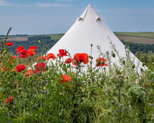 a white tent in a field of red flowers at The Sea Forts Cornwall in Torpoint