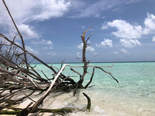 a dead tree in the water on a beach at Liberty Guesthouse Maldives in Mahibadhoo