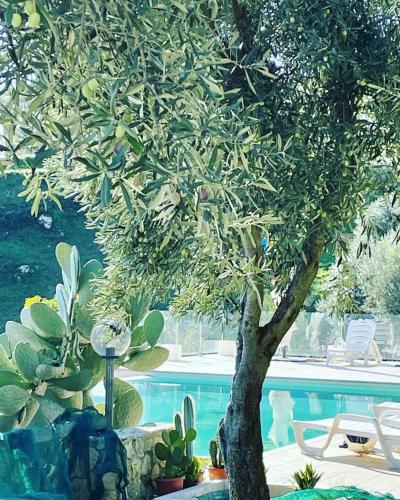 a tree sitting next to a swimming pool at Villa Greco in Rossano