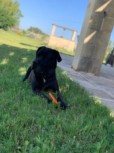 a black dog laying in the grass with a frisbee at Masseria Petra in Martano