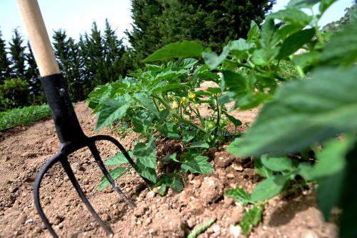 a vegetable garden with a knife in the dirt at Masseria Petra in Martano