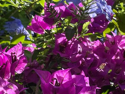a bunch of purple flowers on a plant at Le Ortensie in centro e vicino al mare in Pescara