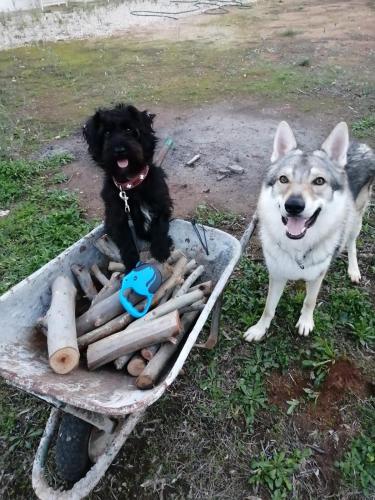 two dogs are standing next to a wheelbarrow at Villa del Lupo in Santa Maria la Palma