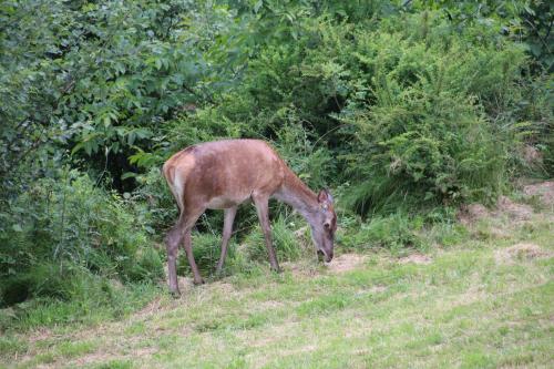 インの敷地内または近くにいる動物