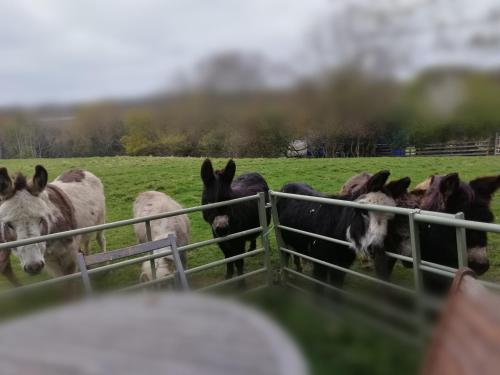 a group of horses in a field behind a fence at Durham Donkey Rescue Shepherd's Hut in Durham