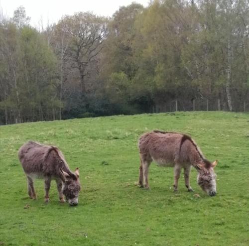 two donkeys grazing in a field of green grass at Durham Donkey Rescue Shepherd's Hut in Durham