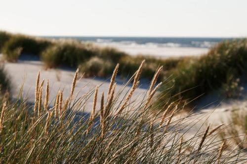 a field of grass with a beach in the background at Z Widokiem na Wydmę in Łokciowe