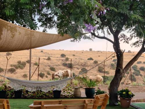 פינה בוואדי / A corner in the valley