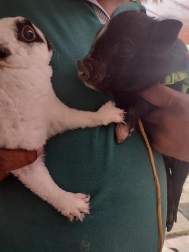 a small dog sitting on a persons lap at Villa Falian Nido el Gorrión in Viotá