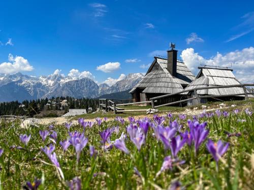 a field of purple flowers in front of a barn at CHALET Kocna - I FEEL ALPS in Stahovica