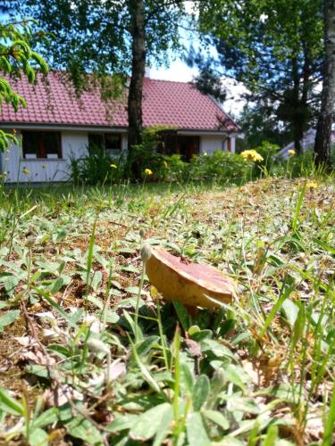 a rock sitting in the grass in front of a house at sosnowelowe in Lamkowo