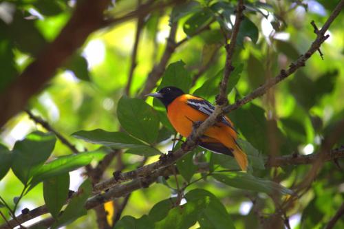 an orange and black bird perched on a tree branch at Hotel Robledal in Alajuela City