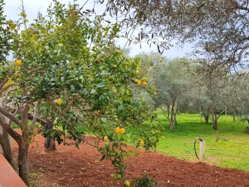 een sinaasappelboom met sinaasappels erop in een veld bij CASA VACANZE DA NONNA MELA in Alghero