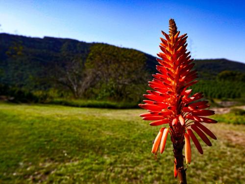 a red flower is growing in a field at Lions Rock Rapids - Lodge in Hazyview