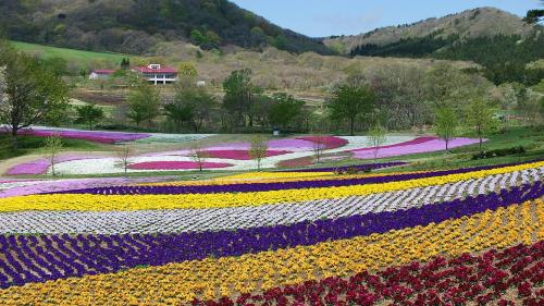a large field of flowers in a park at Tabinoyado Yakurai Rinsenkan in Osaki