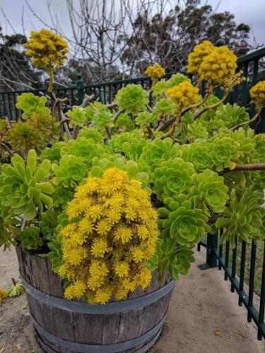 a large pot of yellow and green plants at Sunset Hues -Enjoy Peace & Nature in Norton Summit