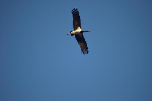 a bird flying in the sky at Willa Na Pstrążnicy in Kudowa-Zdrój