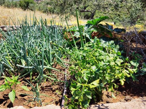 a garden with green plants in a field at Athina's Stone House in Kardamyli in Kardamili
