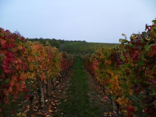 Galería fotográfica de Domus Langhe B&B en Treiso