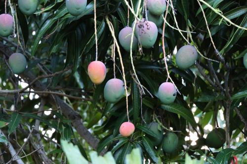 a bunch of mangoes hanging from a tree at Kiahuna Plantation 96, Poipu Beach, Club Membership, Part Ocean View, Kids Toys in Koloa