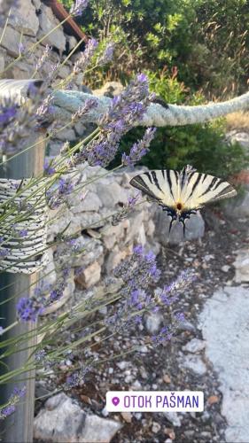 a butterfly flying over a bunch of purple flowers at Alleinstehendes Haus am Meer Robinson in Tkon