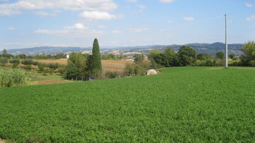 a large field of green grass with a town in the background at Agriturismo Consalvi Valentina in Marsciano