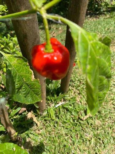 a red pepper on a plant with green leaves at Sea view Casita Eco Casa Algana in Caña Félix