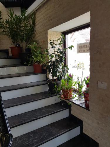 a set of stairs with potted plants on them at Casa Lipianu in Târgu Jiu