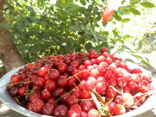 a bowl of cherries sitting on a table at Green Garden in Ijevan