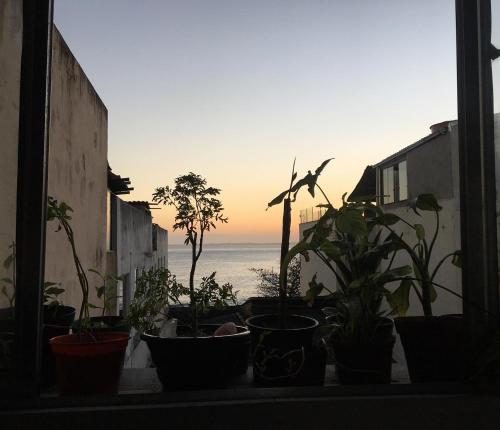 a group of potted plants on a window sill with the ocean at CasAMARelo Hostel in Salvador