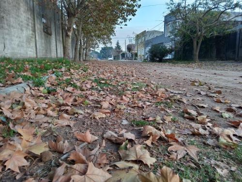 a pile of leaves on the ground on a street at El Jacal de San Pedro in San Pedro