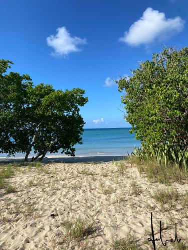 a beach with trees and the ocean in the background at Studio Juliah in Sainte-Anne
