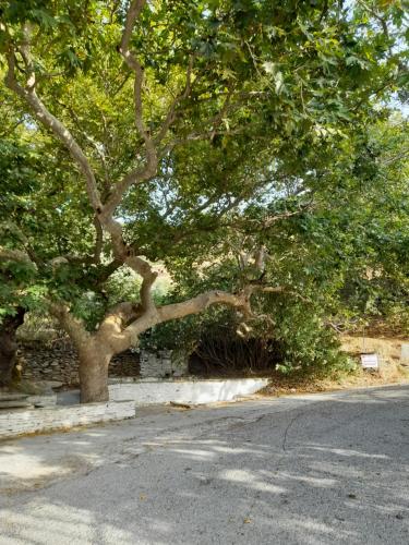 Φωτογραφία από το άλμπουμ του SummerAndros Meliti στην Άνδρο