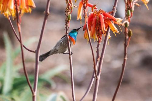 a humming bird perched on a flower branch at Fossil Hills in McGregor