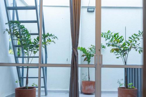 a window with three potted plants and a ladder at Casa Bacoba in Santa Marta