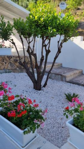 Gallery image of casa l'Ulivariu affittacamere in San Teodoro